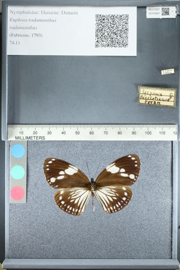 Media type: image;   Entomology 159367